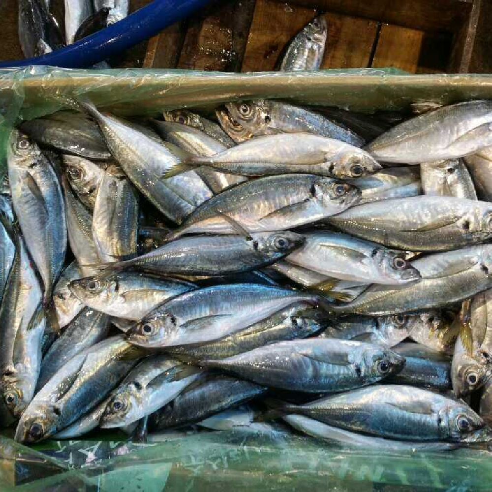 HORSE MACKEREL
