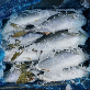 full image Yellow Tail