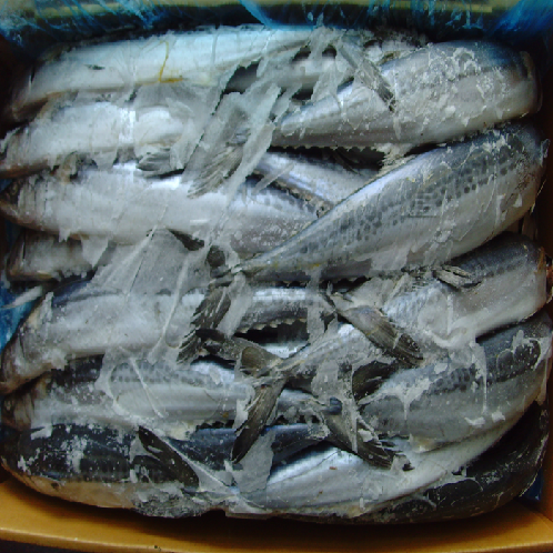 SPANISH MACKEREL