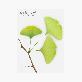detail image4 Sticky Leaf - Ginkgo