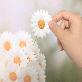 detail image1 Sticky Leaf - Daisy