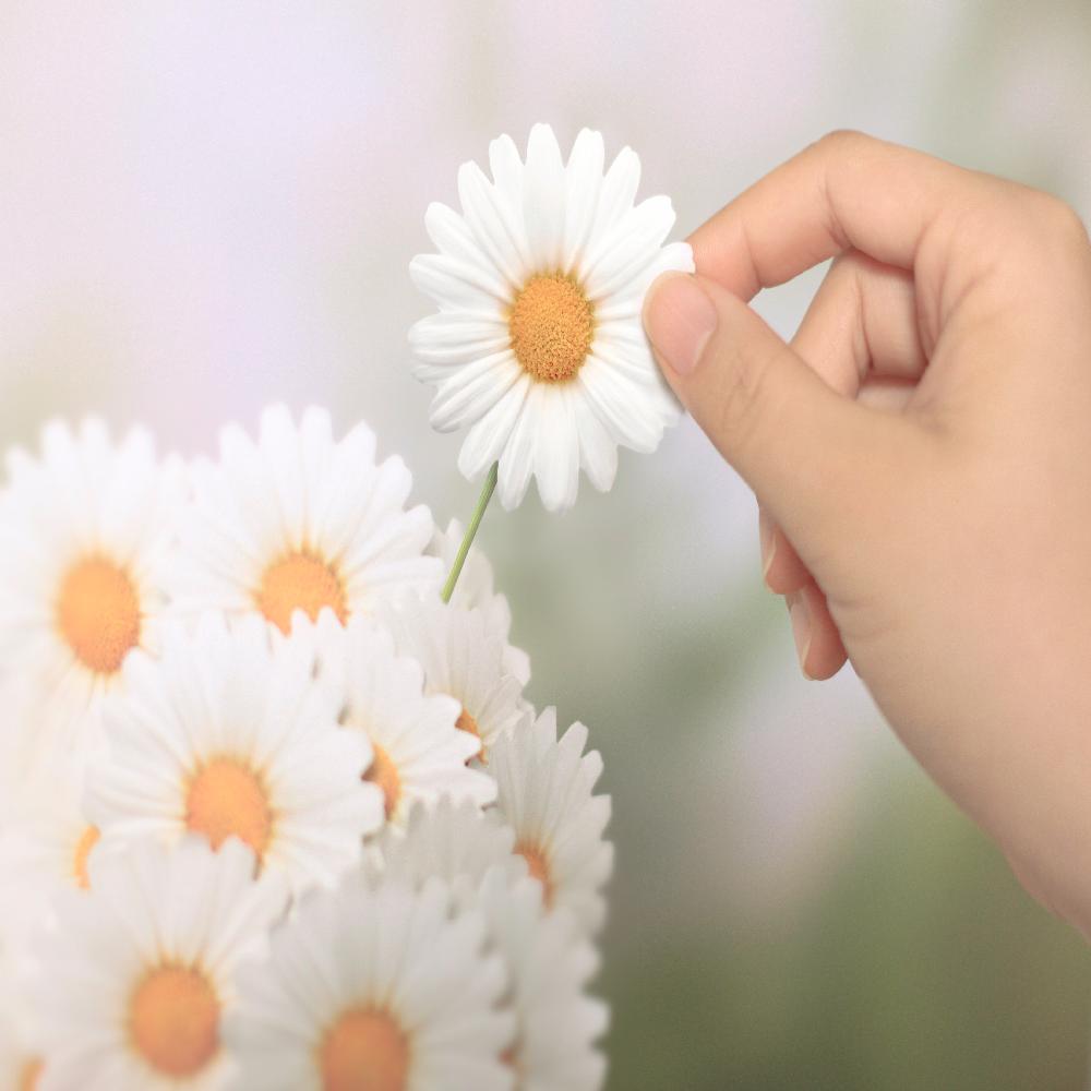 Sticky Leaf - Daisy