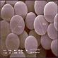 full image Dental Materials (DM)