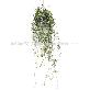 detail image4 Great Houseplants " Hoya lacunosa " by Joinflower Joinfolia