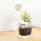 detail image4 Vintage Glass Cup Tillandsia Air Plants DIY Set " Black & White" Joinflower