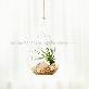 full image Air Plants Tillandsia Terrarium Set " Desert Juncifolia " by Joinflower Joinfolia