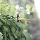 detail image3 Beautiful, small, reddish orange flowers Lipstick Plants " Green " Joinflower Joinfolia