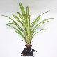detail image1 Wonderfully stunning table top plants guzmania " Grand Prix " Joinflower Joinfolia