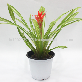 detail image5 Wonderfully stunning table top plants guzmania " Grand Prix " Joinflower Joinfolia