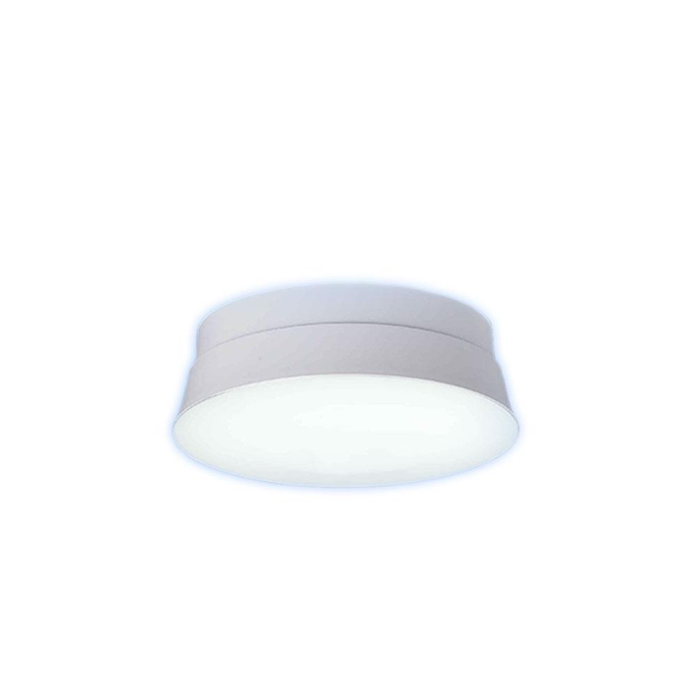DAYTIME CONCH SECL-L094