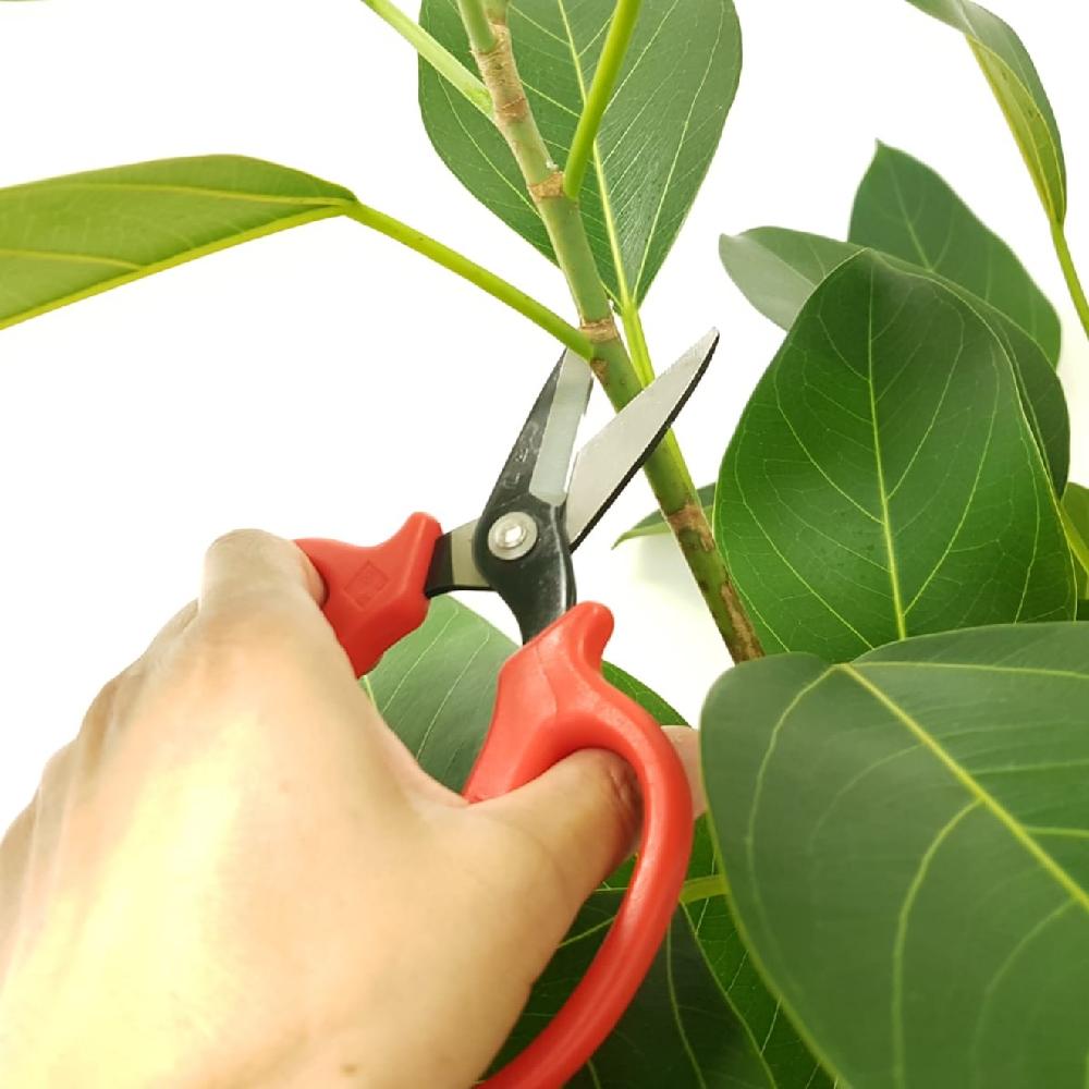 Garden Scissors