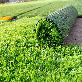 detail image2 Artificial grass 55mm 1 roll