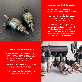detail image4 LPG CNG injector for Heavy Trucks (H2100)