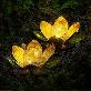detail image2 DAEWANG King Lotus Flower Light Lamp Solar Panel LED (5 Sets) Interior Home Decoration for Religious