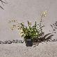 detail image5 Pot Berlin Midnight