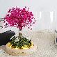 detail image5 LED Pink Fog Glass Dome Mood Light Lovely Color