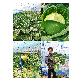 detail image1 Korean organic cabbage pills 120g*5