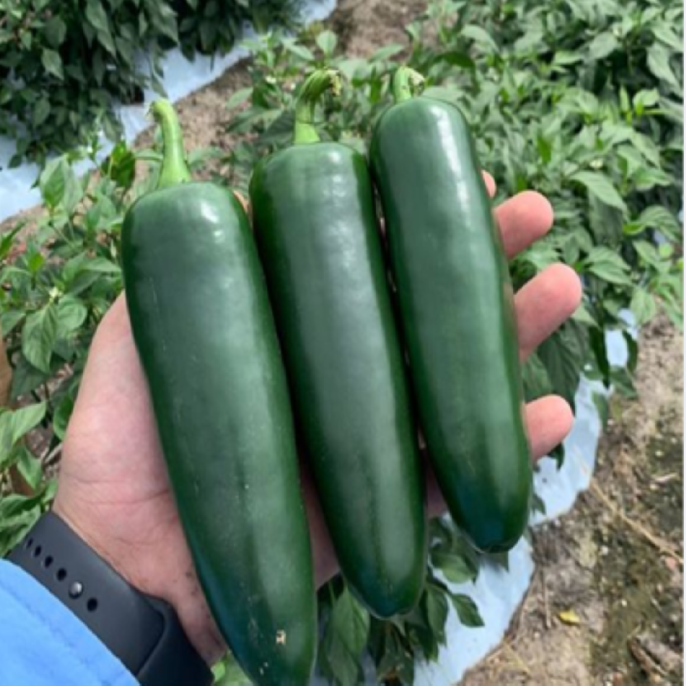 CATARINO F1