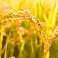 detail image3 Saecheongmu Premium Grade Rice 10kg